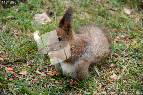 Image of Squirrel 