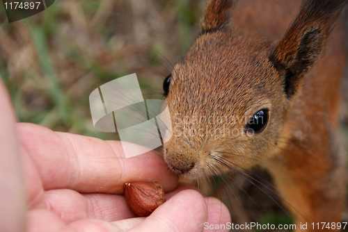 Image of Squirrel 