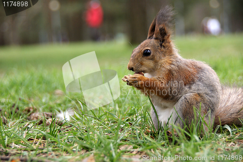 Image of Squirrel 