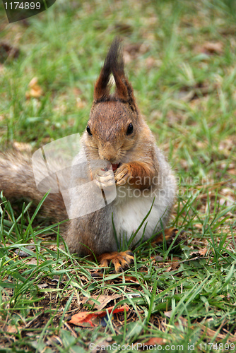 Image of Squirrel 