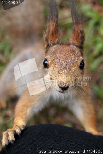 Image of Squirrel 