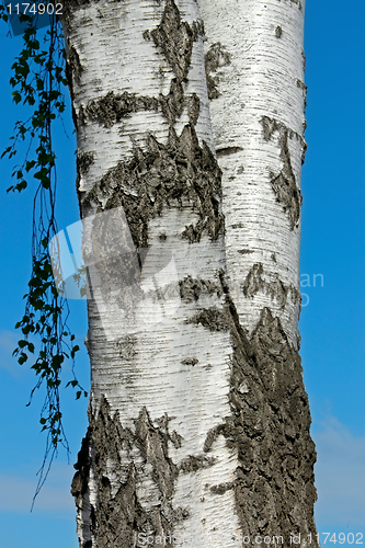 Image of The trunk of a birch tree