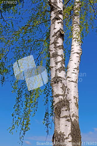 Image of Trunk of a birch tree with green leaves