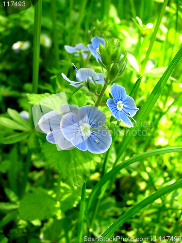 Image of blue flowers