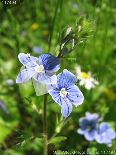 Image of blue flowers