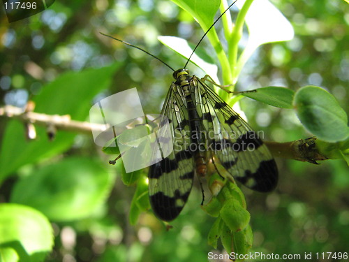 Image of butterfly