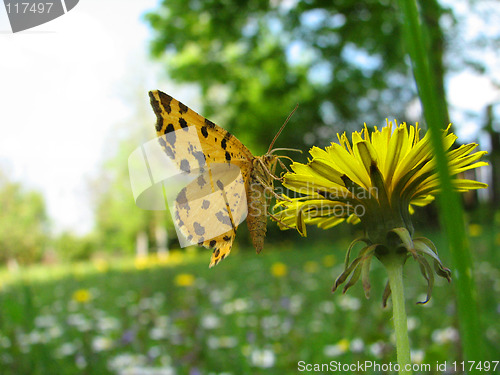 Image of butterfly on the dandelion