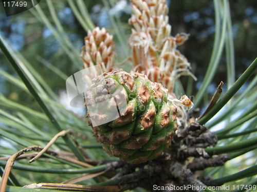 Image of fir-cone