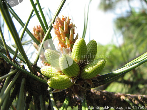 Image of fir-cone