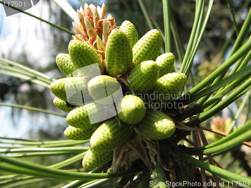 Image of fir-cone