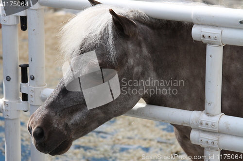 Image of Miniature Horse