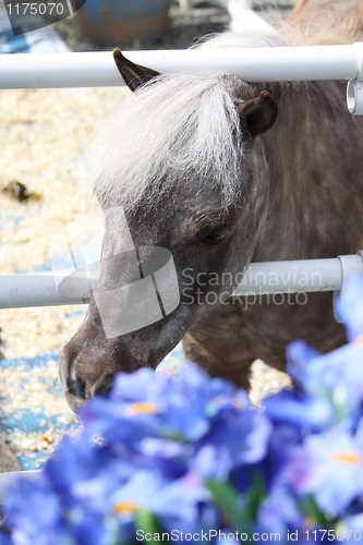 Image of Miniature Horse