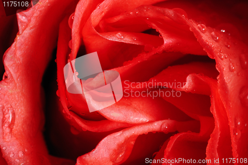 Image of Red rose