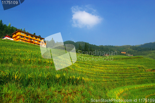 Image of Chinese green rice field