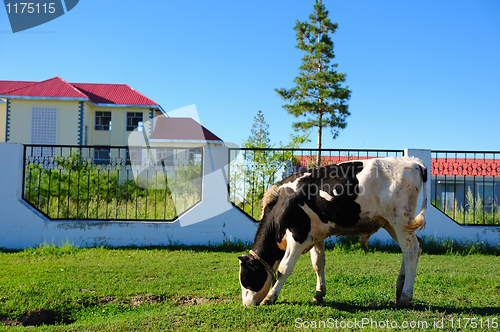 Image of Cow grazing