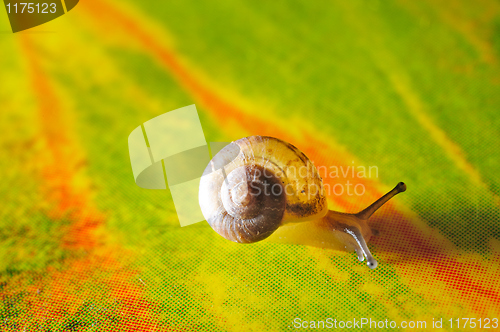 Image of Snail macro