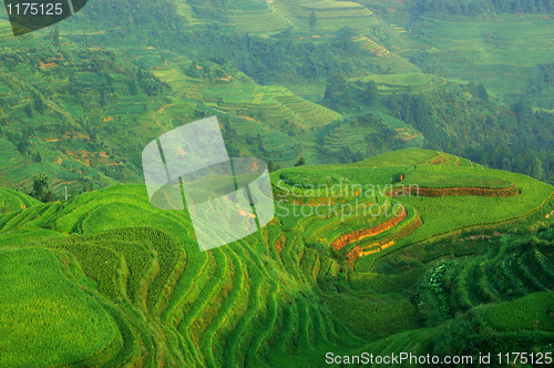 Image of Green rice field