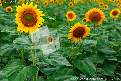 Image of Field of sunflowers