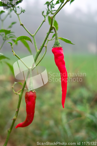 Image of Red hot peppers on tree