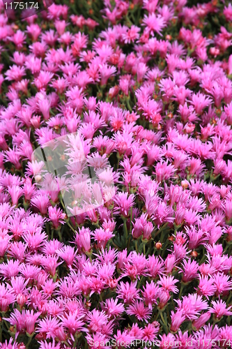 Image of Ice Plant