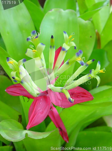 Image of Bromeliads flower