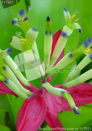 Image of Bromeliads flower