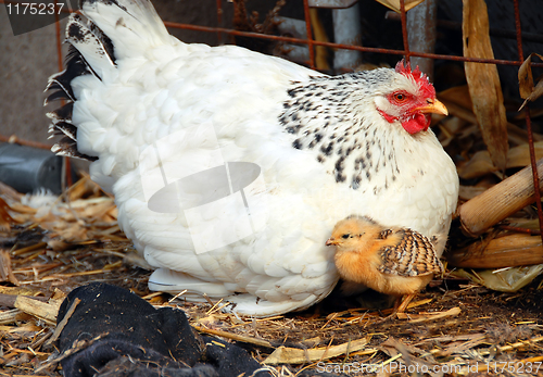 Image of Hen and chicken