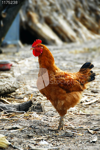 Image of Golden brown hen