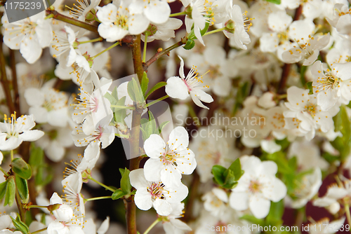 Image of Blooming plum flowers background