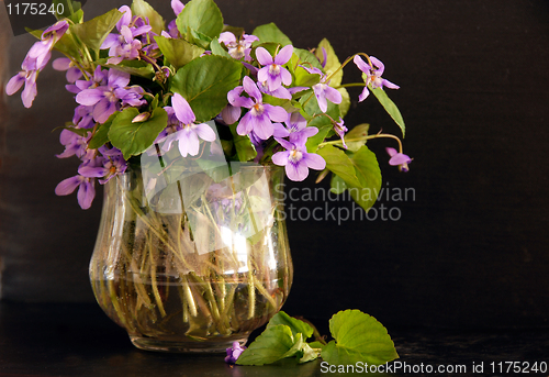Image of Bunch of viola