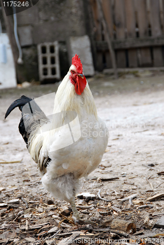 Image of White rooster