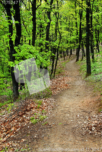 Image of Forest path