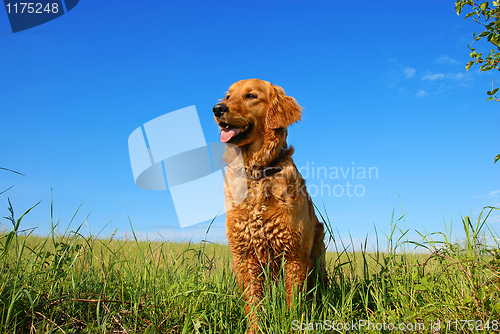 Image of Golden retriever dog portrait