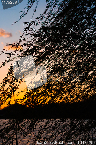 Image of Beautiful sunset with leaf silhouettes