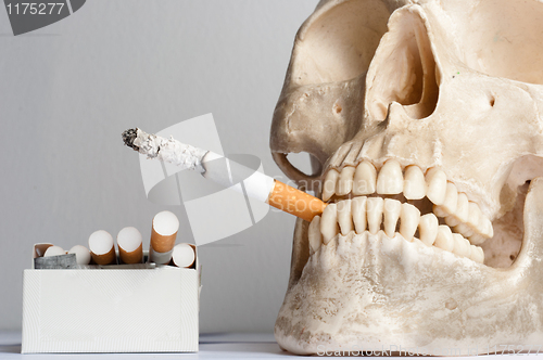 Image of human skull with cigarettes against isolated white background