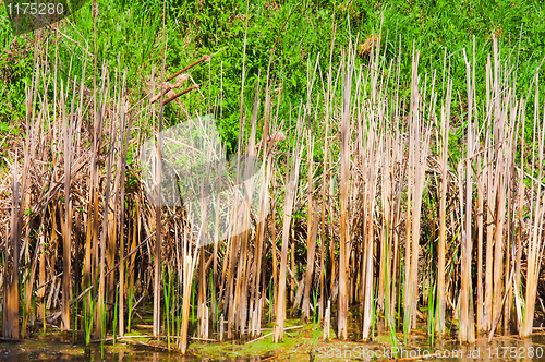 Image of Bamboo in swamp