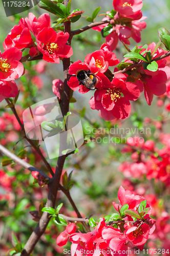 Image of Red flowers on bush with bumble bee