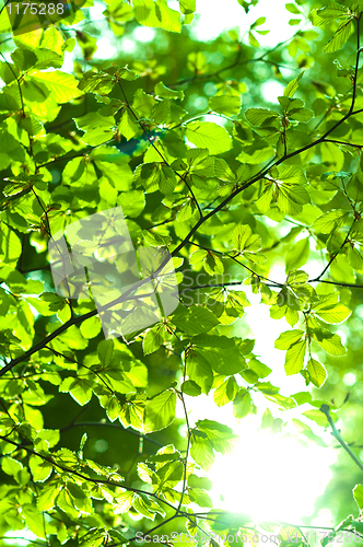 Image of Sun shining trough leaf in forest