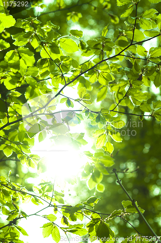 Image of Sun shining trough leaf in forest