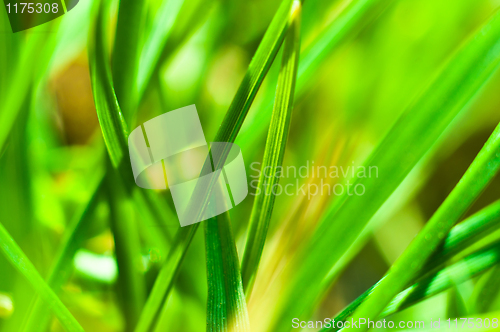 Image of Closeup of fresh green grass with selective focus