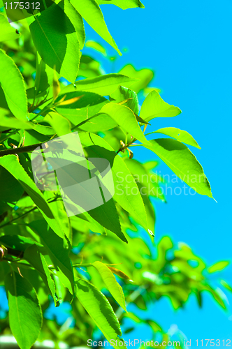 Image of fresh green cherry leaves against blue sky