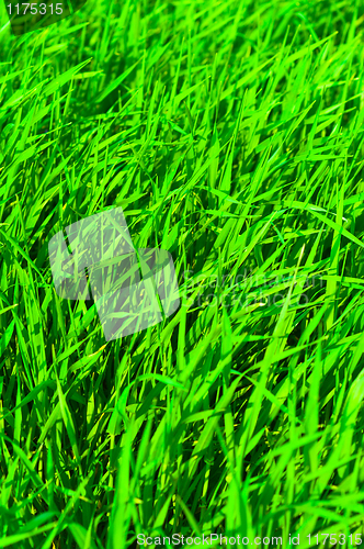 Image of fresh green grass