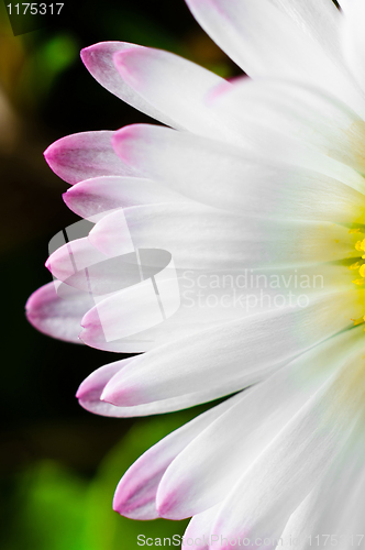 Image of Closeup of a white flower with purple edges