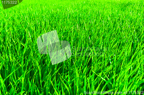 Image of fresh green grass