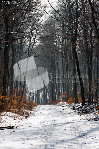 Image of A path in a forest at winter