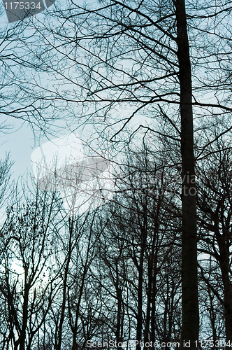 Image of Scenery of a forest at winter