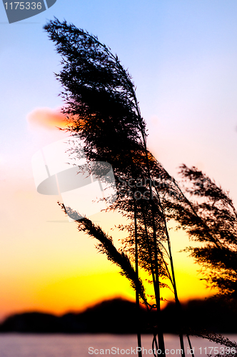 Image of Beautiful sunset with bamboo and herb silhouettes