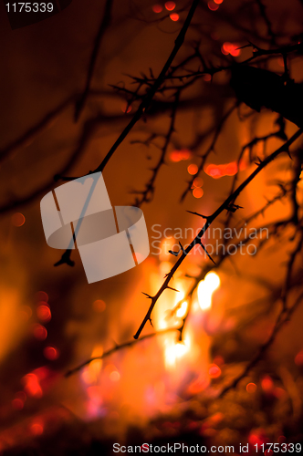 Image of Wildfire in the bush