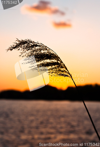 Image of Silhouette of a beautiful plant on the shore at dusk