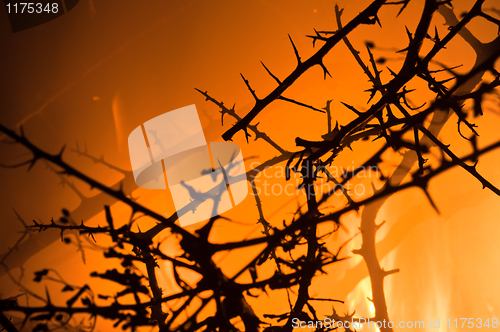 Image of Closeup of burning bushes